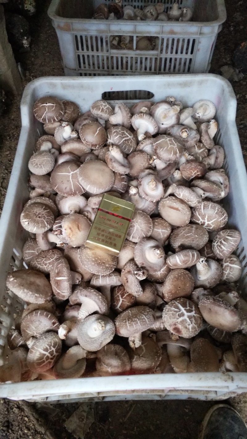 食用菌