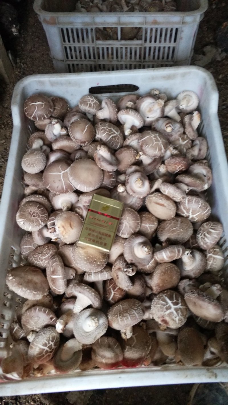 食用菌