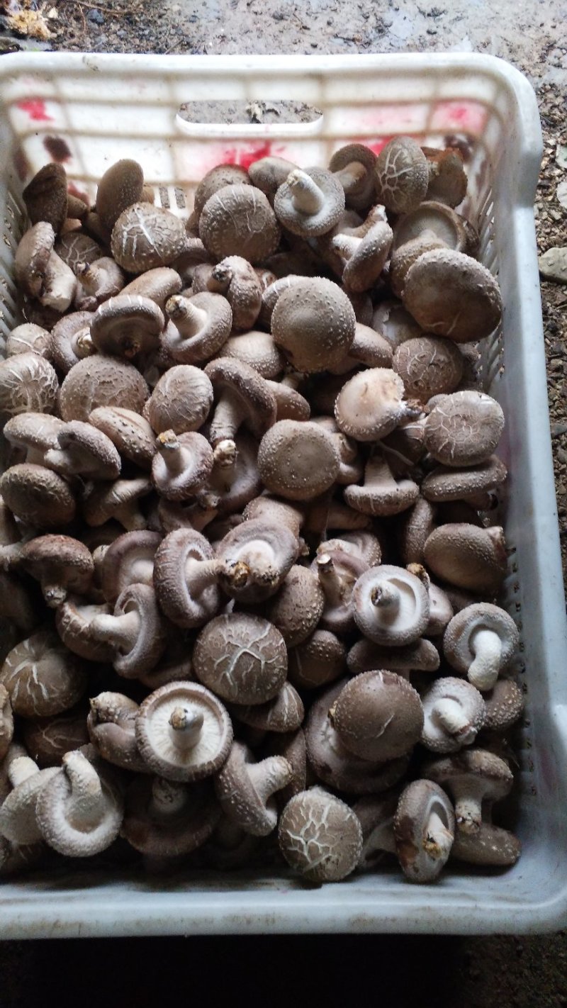 食用菌