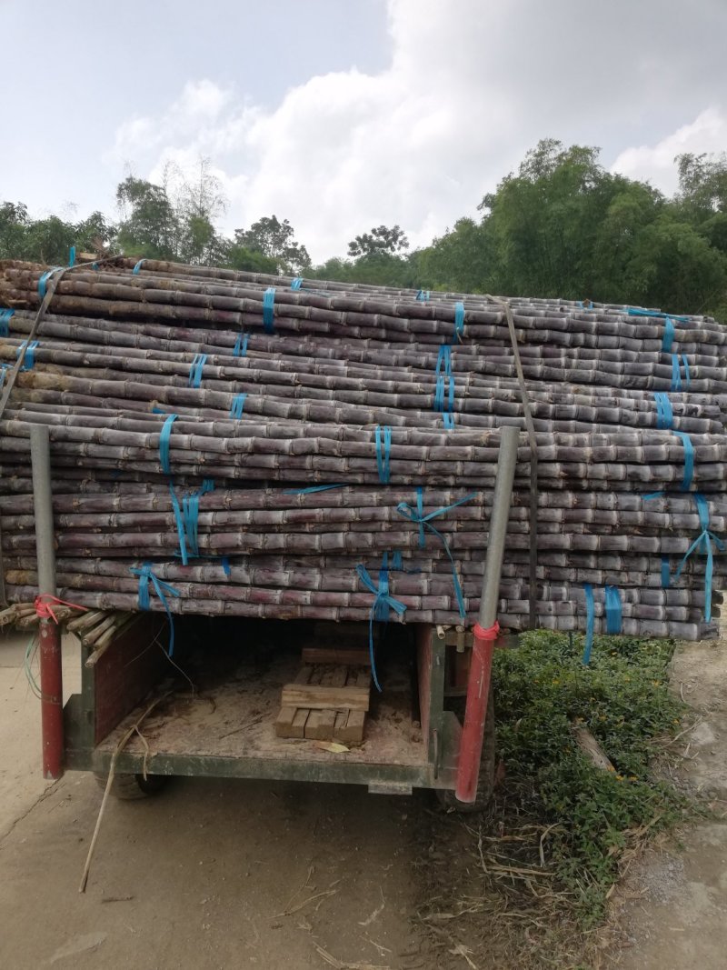 广西黑皮甘蔗大量上市，一手货源，提供便宜回程车