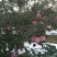 红富士苹果诚招客商电商采购团购商贩代理直播带货网红供应链