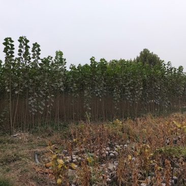 107杨树苗