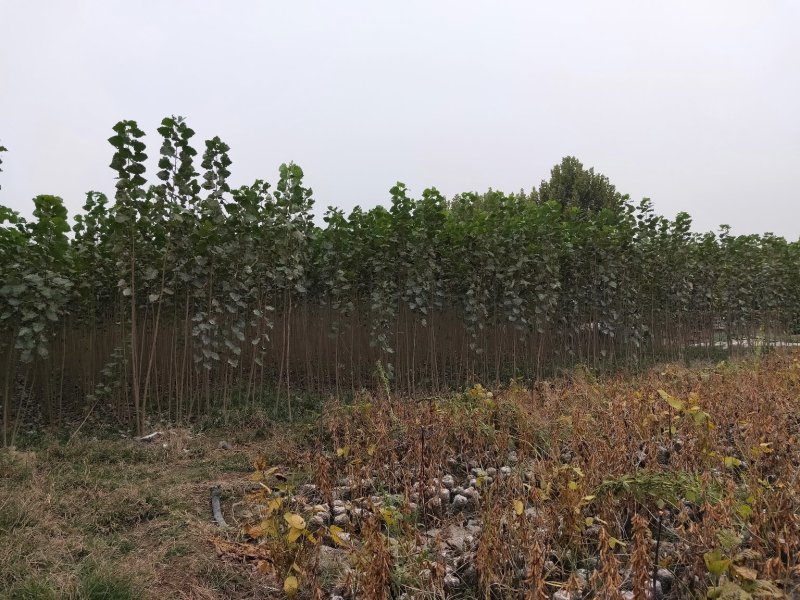107杨树苗