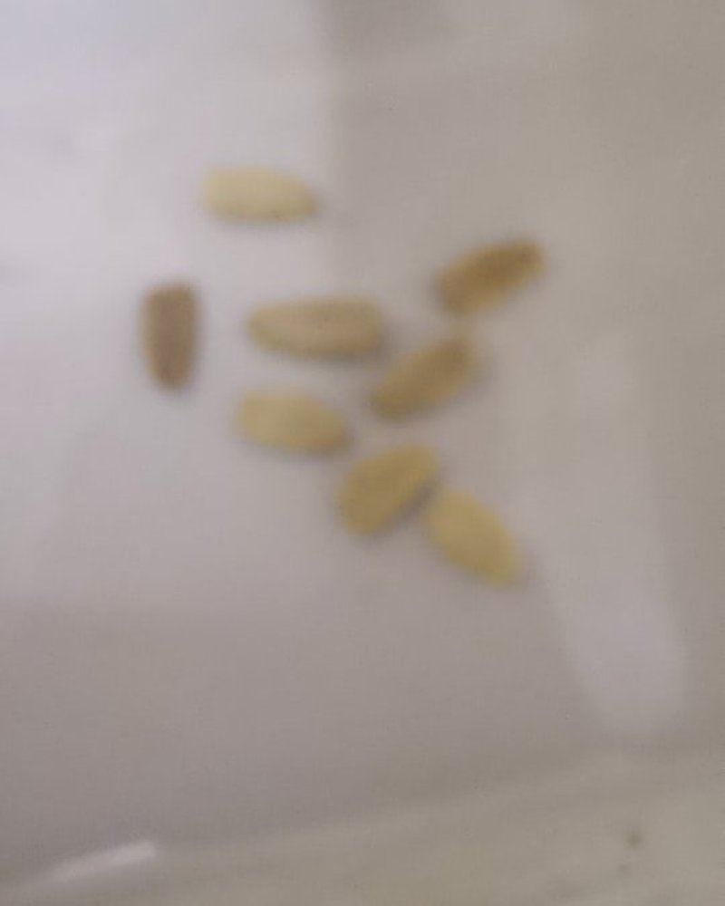 酒葫芦种子宝葫芦籽春秋栽培搭架爬藤长廊工艺食用葫芦