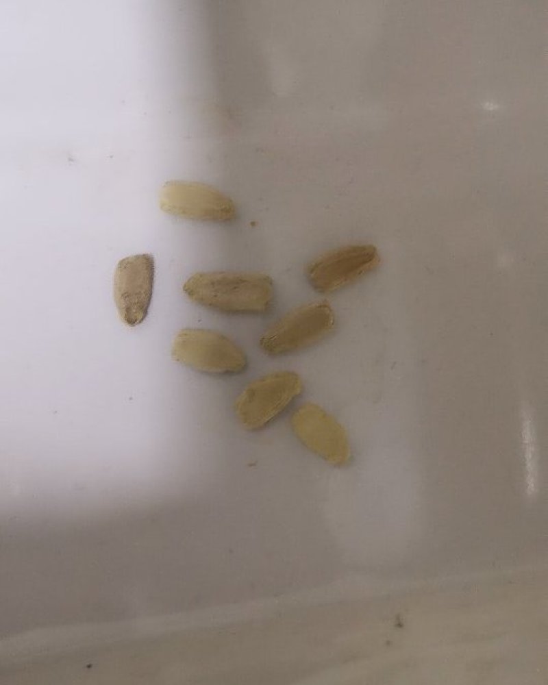 天鹅葫芦种子花皮爬藤观光园走廊春秋观赏葫芦种子