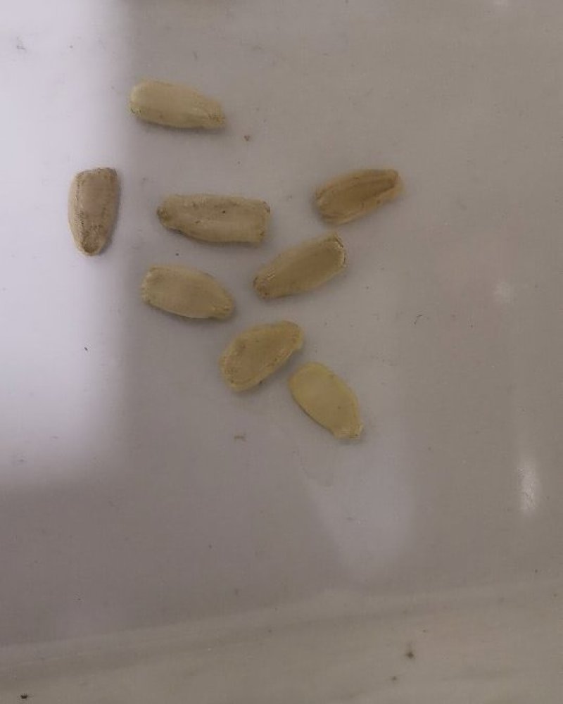 鹤首葫芦种子观光园用种观赏文玩葫芦种籽春季庭院盆栽蔬菜