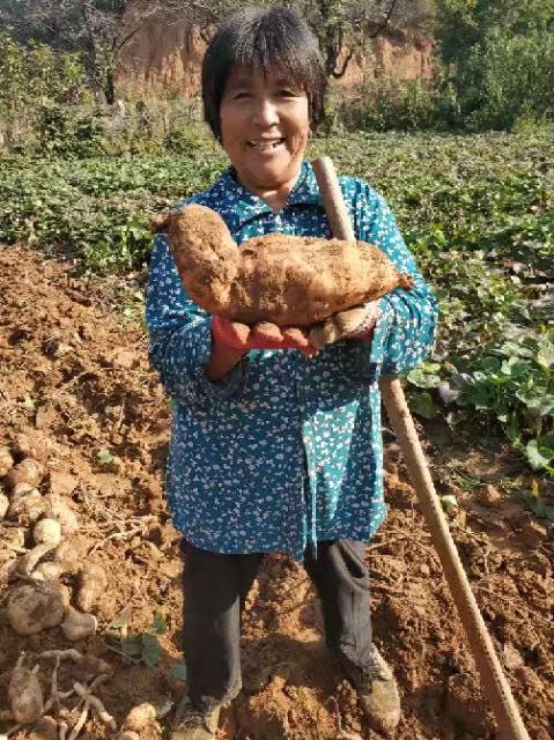 正宗农家沙地超甜地瓜