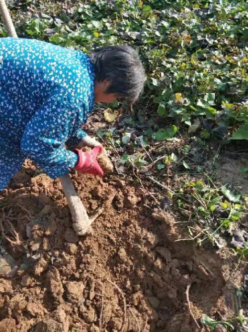 正宗农家沙地超甜地瓜