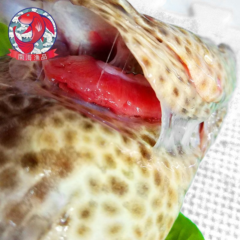 老虎斑