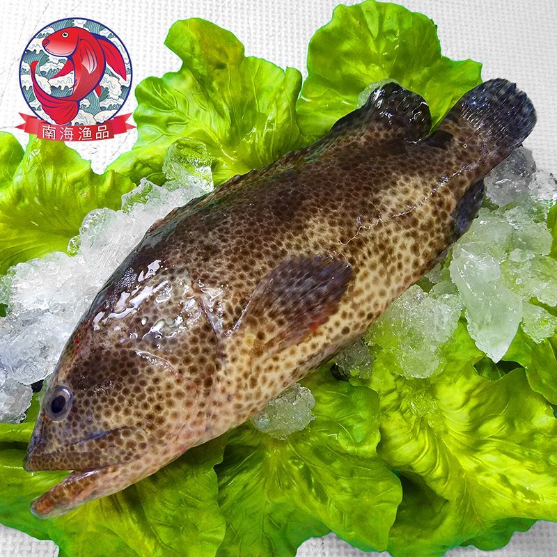 老虎斑