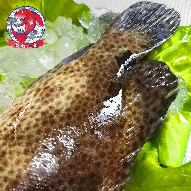 老虎斑