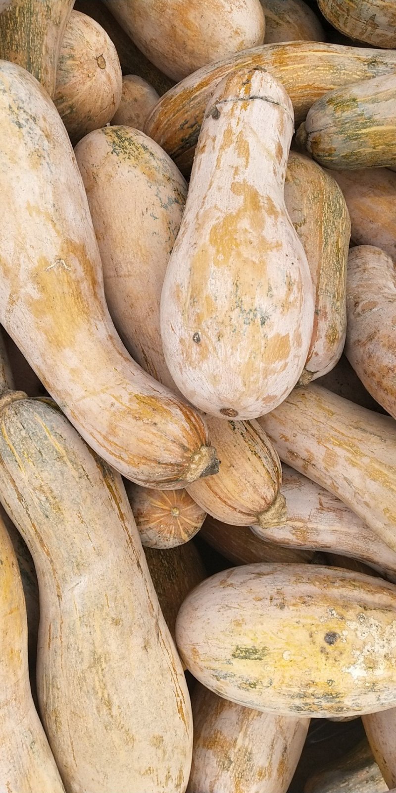 蜜本南瓜个头大，糖度高。，王中王，大量有货