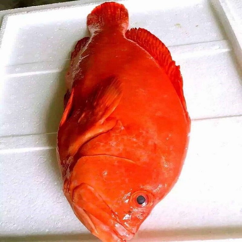 红瓜子斑