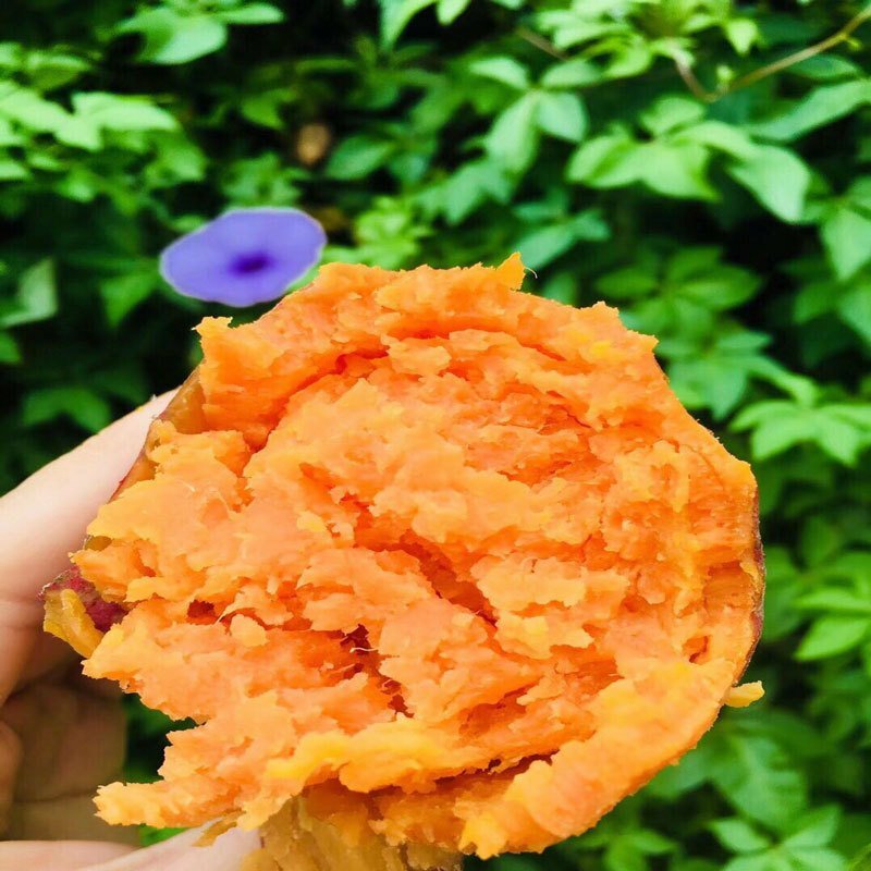 自产自销地道山地瓜
