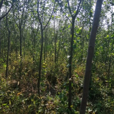 丛生石榴树山西丛生石榴树丛生石榴树价格多头石榴树