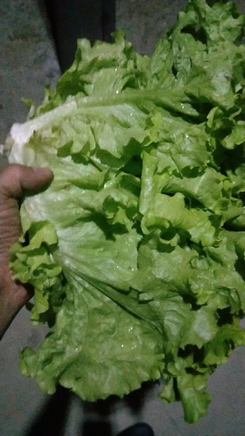散叶生菜。。。。。。。。