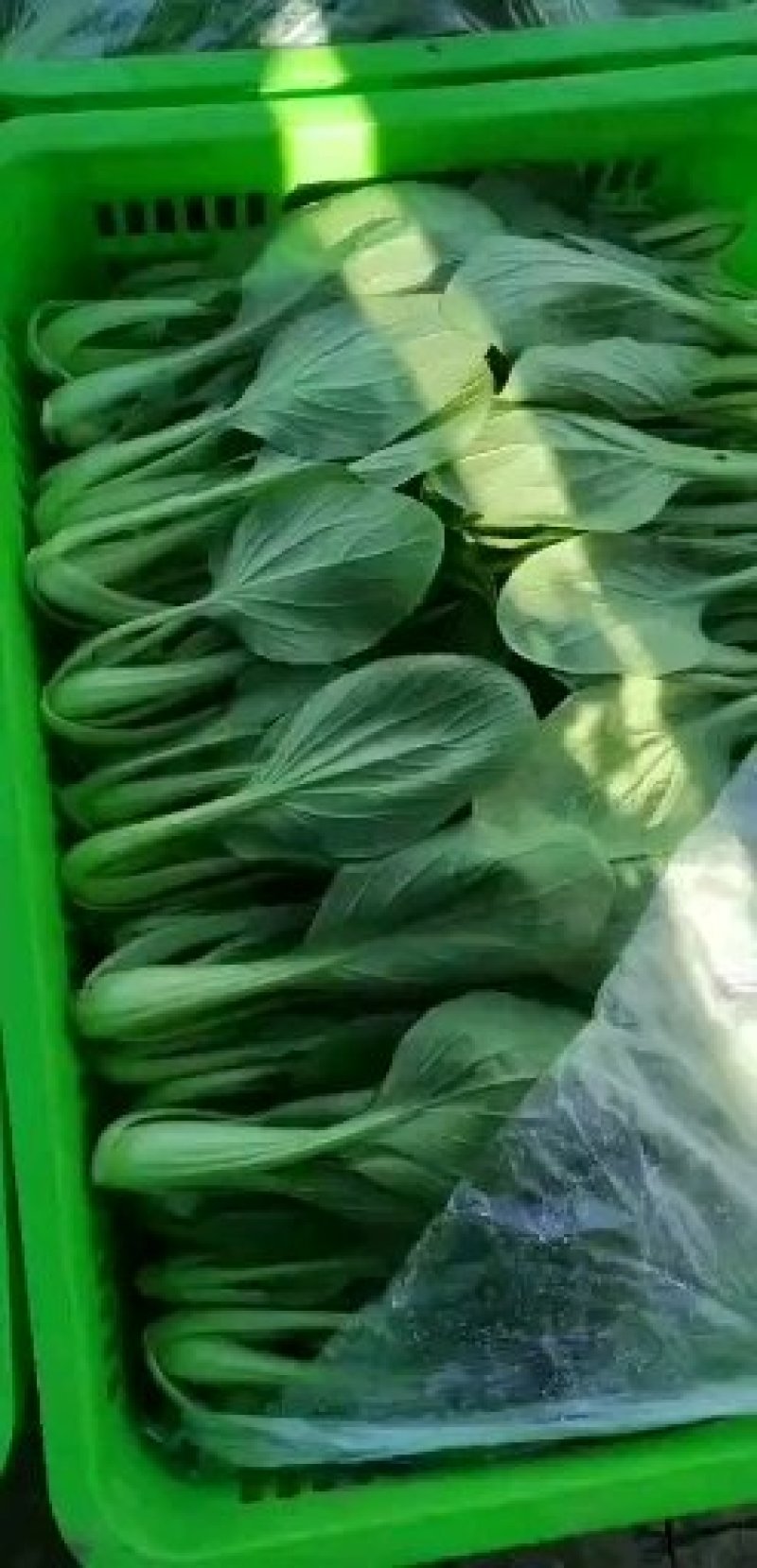 青菜，上海青，大量上市质量好，油菜，量大从优