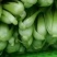 青菜，上海青，大量上市质量好，油菜，量大从优