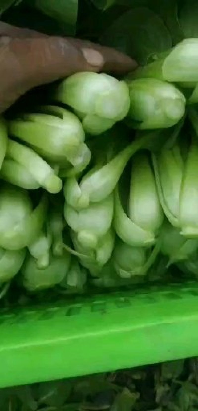 青菜，上海青，大量上市质量好，油菜，量大从优