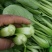 青菜，上海青，大量上市质量好，油菜，量大从优