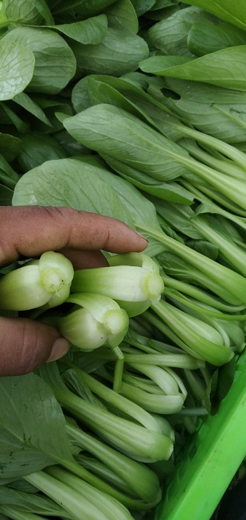 青菜，上海青，大量上市质量好，油菜，量大从优