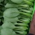青菜，上海青，大量上市质量好，油菜，量大从优