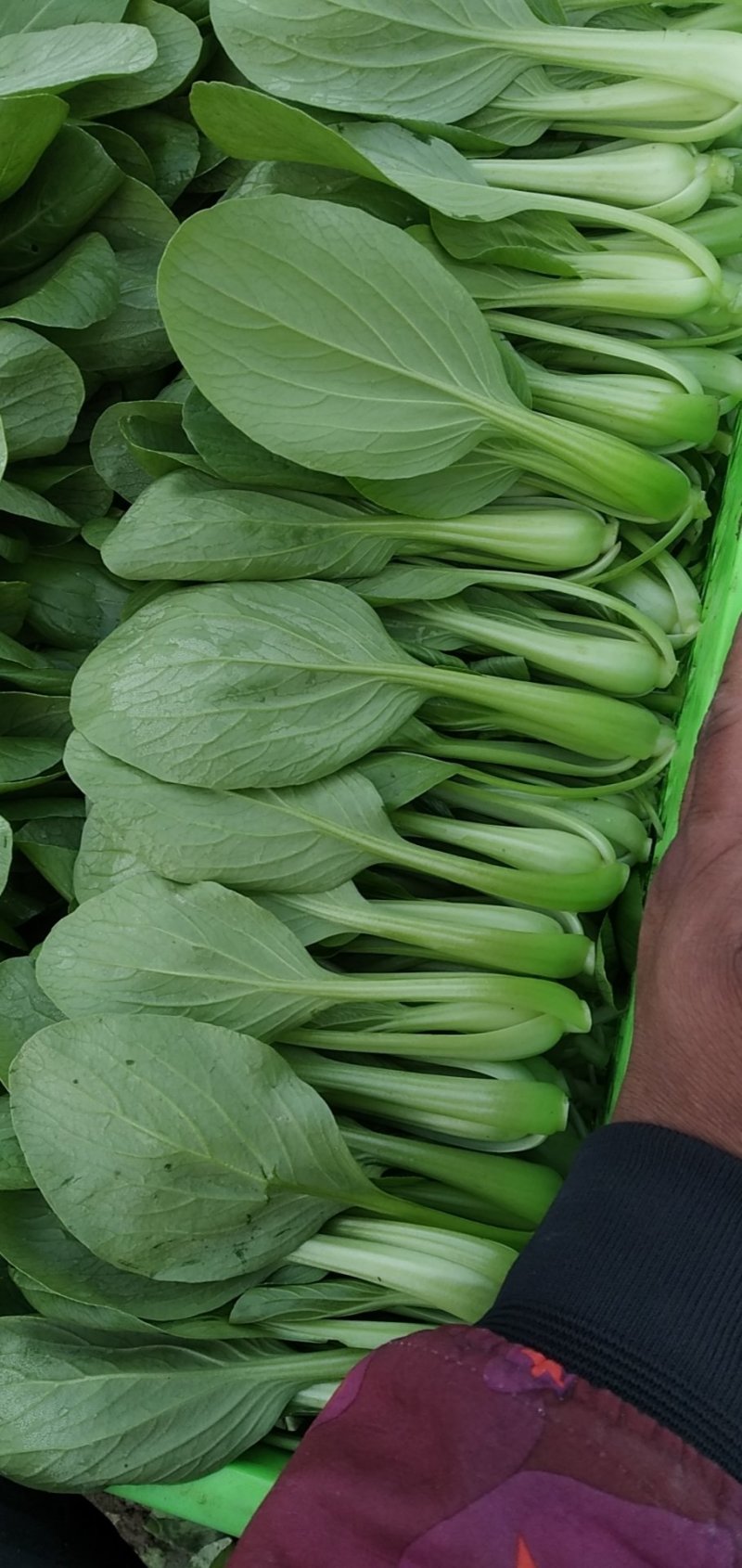 青菜，上海青，大量上市质量好，油菜，量大从优