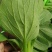 青菜，上海青，大量上市质量好，油菜，量大从优