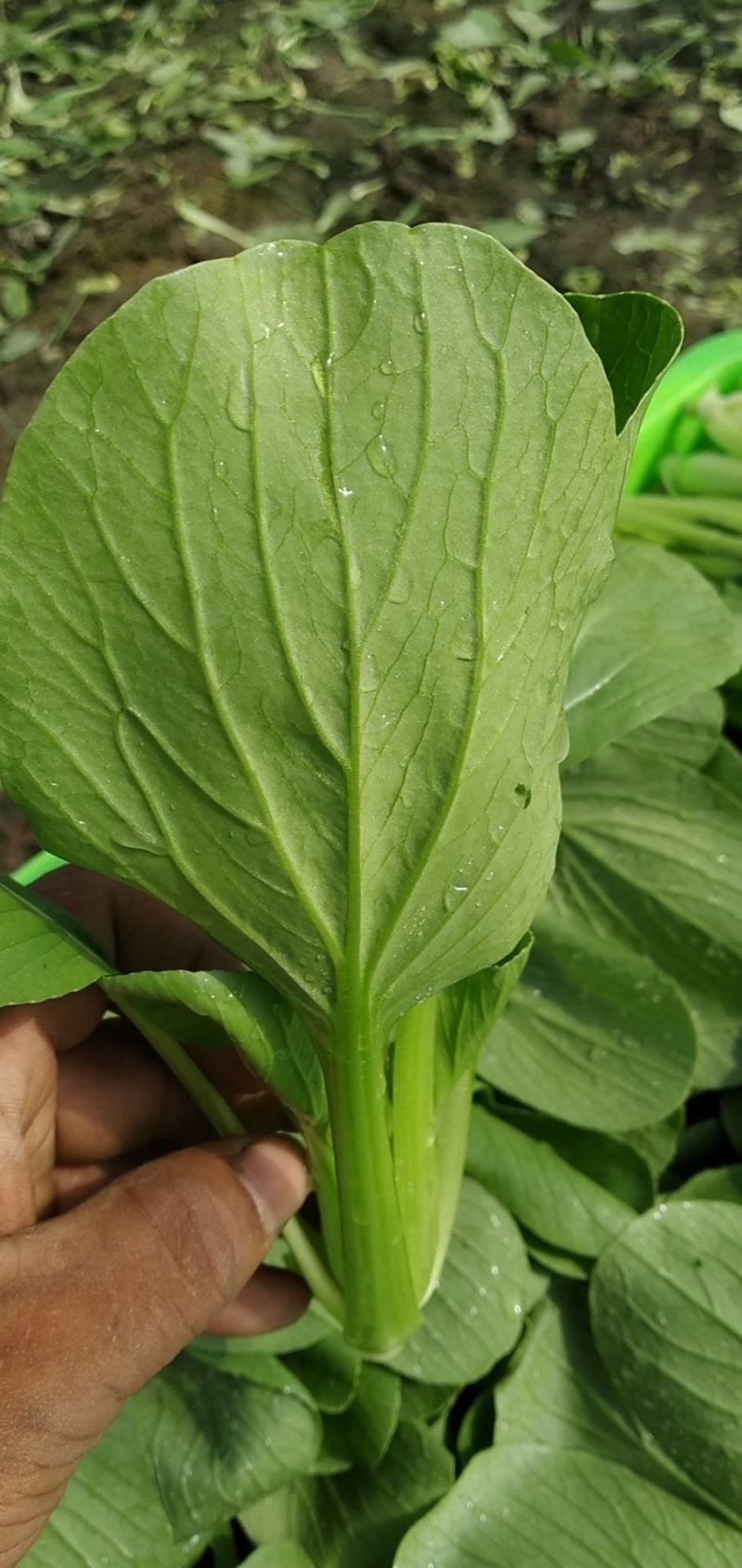 青菜，上海青，大量上市质量好，油菜，量大从优