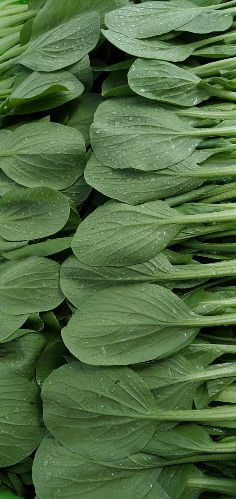 青菜，上海青，大量上市质量好，油菜，量大从优