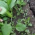 青菜，上海青，大量上市质量好，油菜，量大从优
