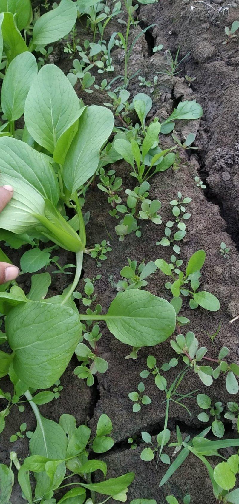 青菜，上海青，大量上市质量好，油菜，量大从优