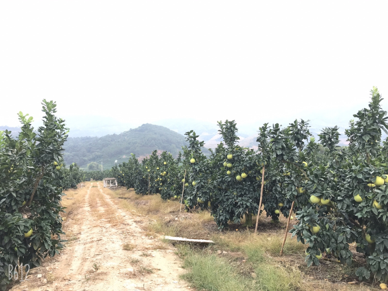 红心蜜柚原产地清甜爽口、柚我陪伴每一口都是享受