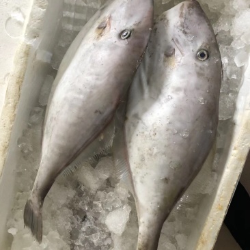 马面鱼