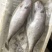 马面鱼