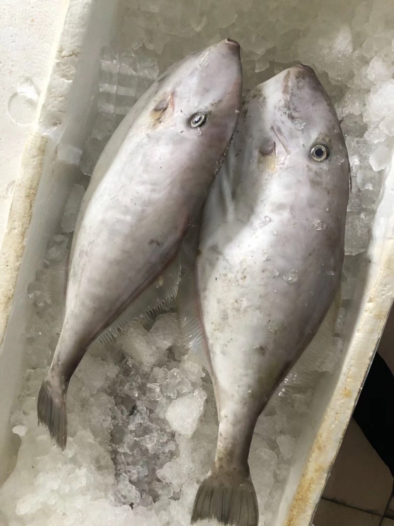 马面鱼