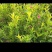 红王子锦带，🌸花密集，冠幅大，花色鲜艳。