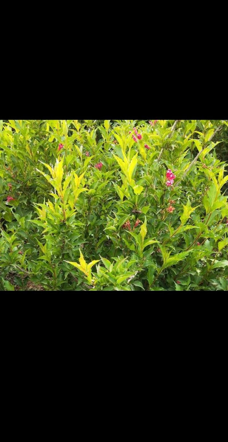 红王子锦带，🌸花密集，冠幅大，花色鲜艳。