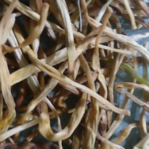 国华黄花菜货源充足量大从优