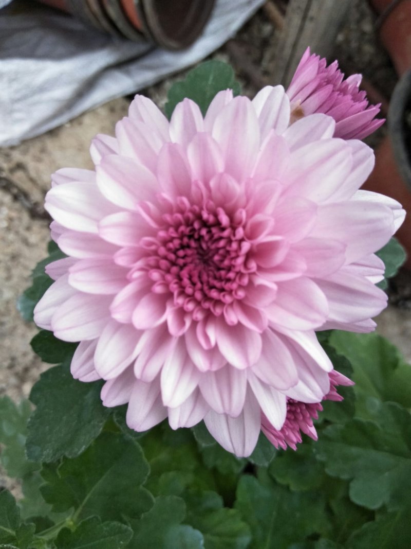 荷兰菊