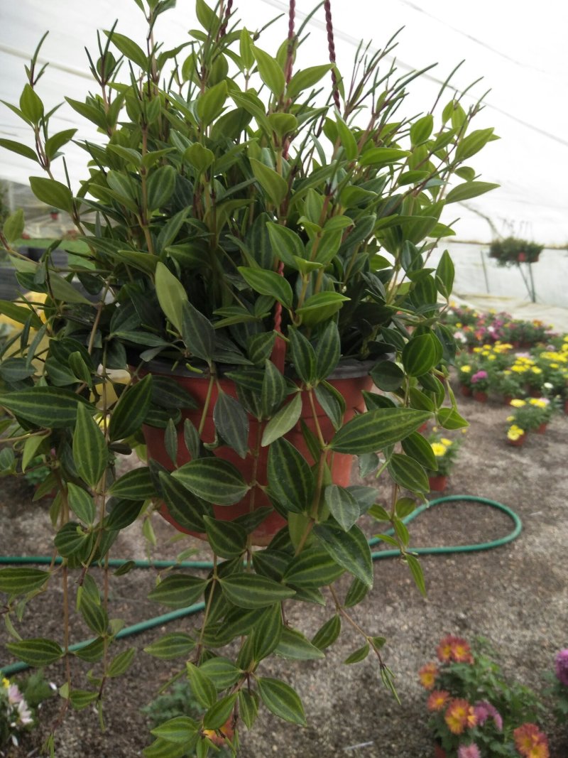 荷兰菊