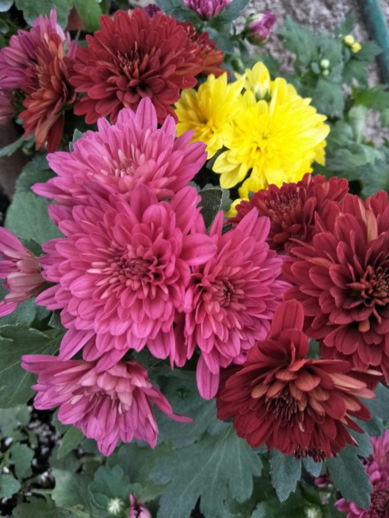 荷兰菊