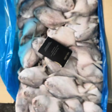 可送上海东海小白鲳鱼，价格优惠，品质保证，大小有