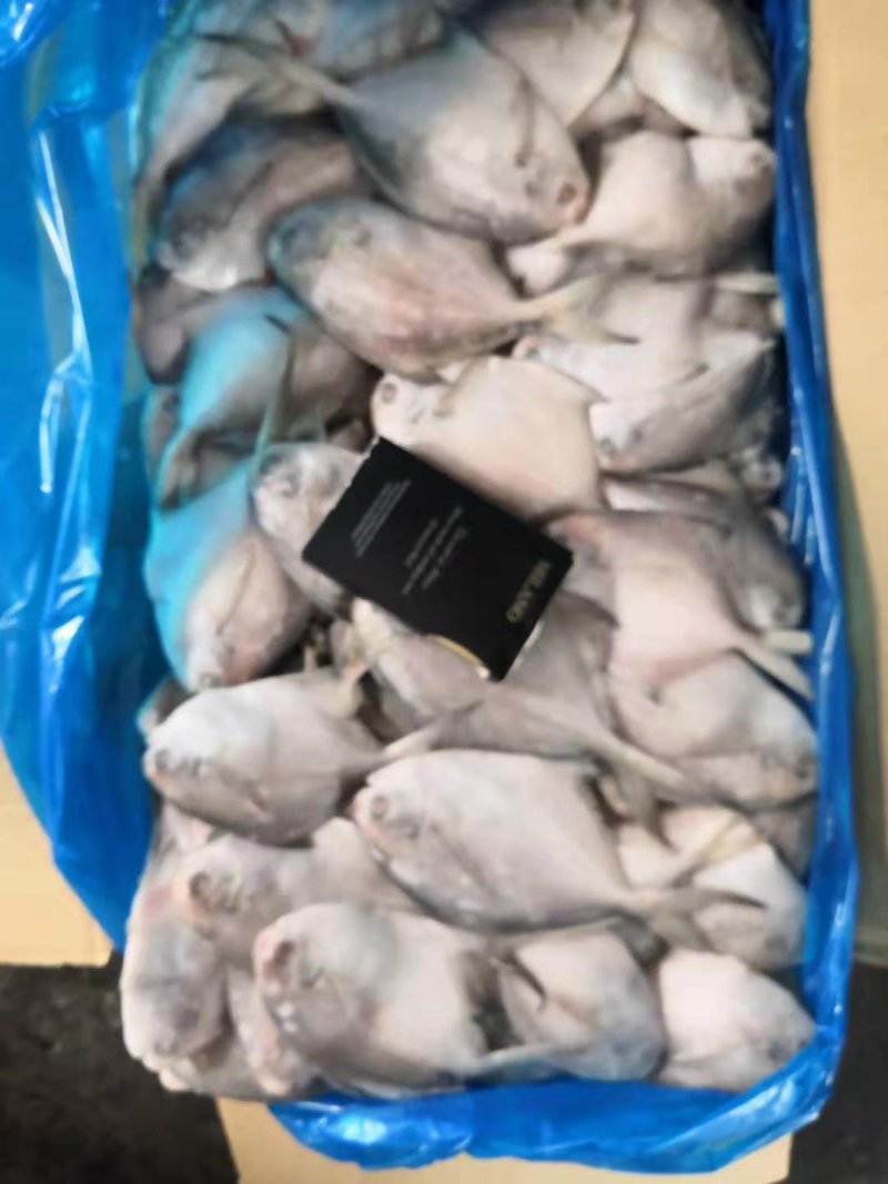 可送上海东海小白鲳鱼，价格优惠，品质保证，大小有