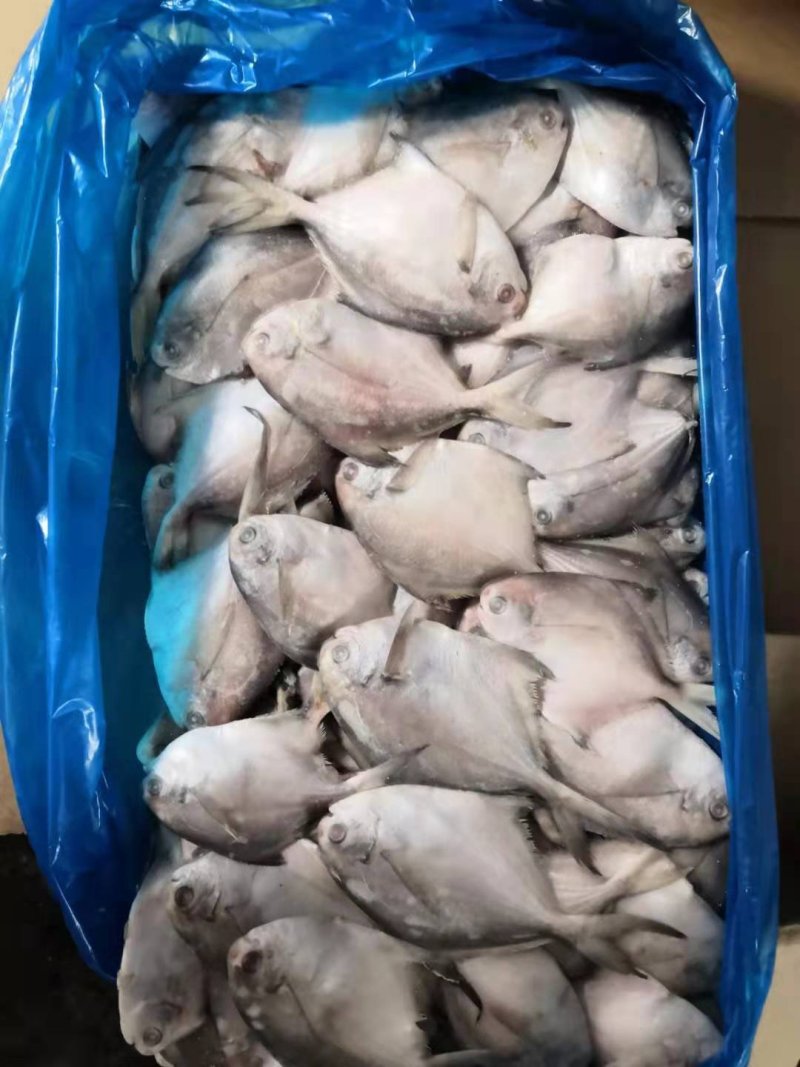 可送上海东海小白鲳鱼，价格优惠，品质保证，大小有