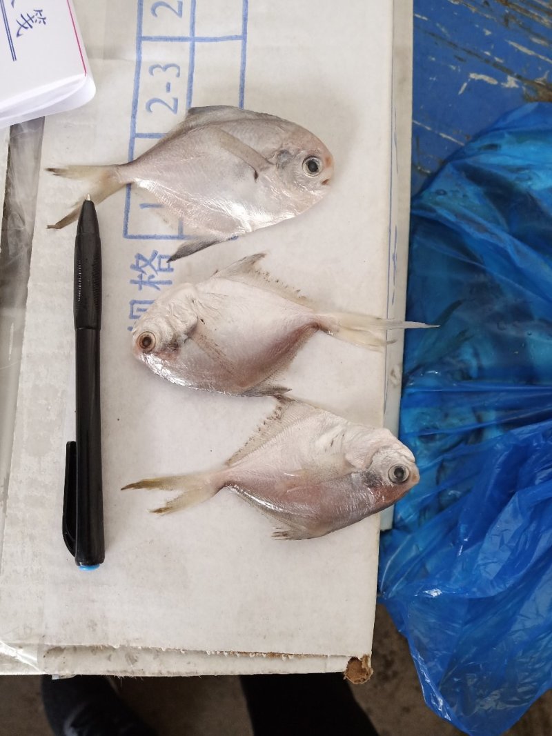 可送上海东海小白鲳鱼，价格优惠，品质保证，大小有