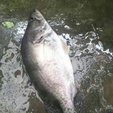 溪流鳜鱼