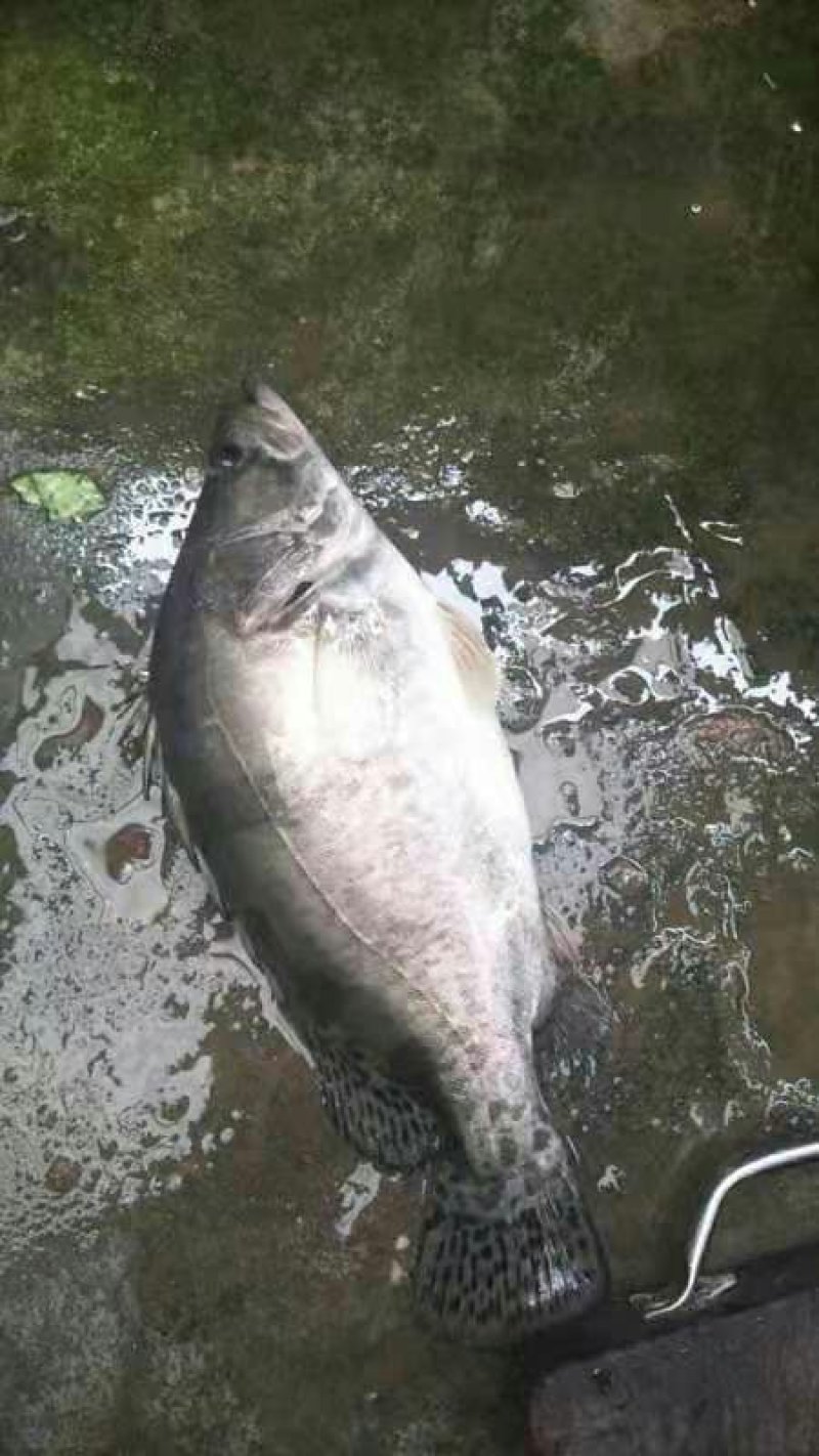 溪流鳜鱼