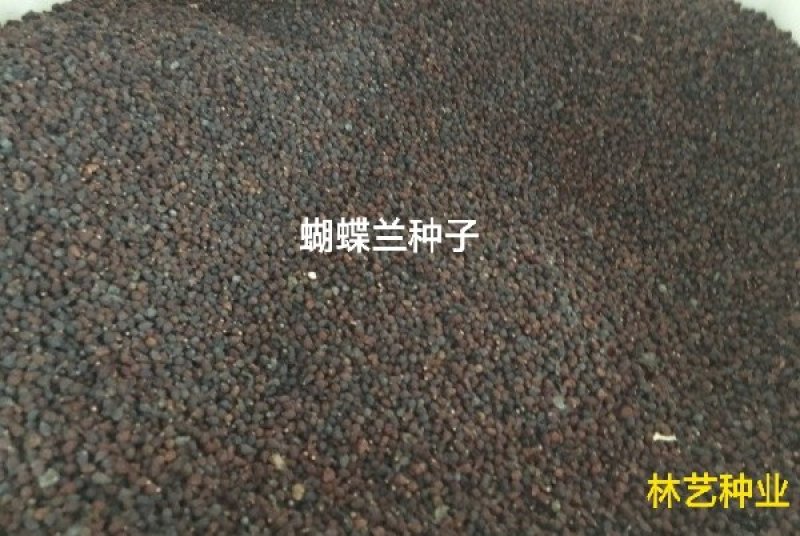 蓝花鸢尾种子四季易种易活混色单色花海公园庭院观赏