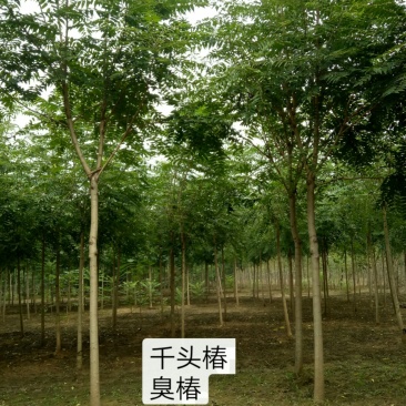千头椿，臭椿，千头椿价格，臭椿树